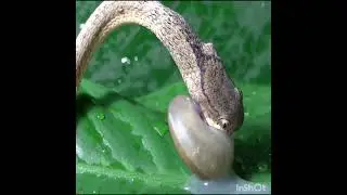 snake eating snail.