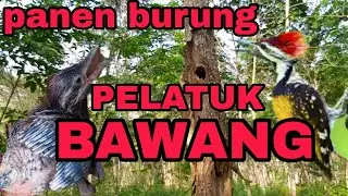 Sarang burung PELATUK BAWANG.. #burungpelatuk #hobby #peliharaan