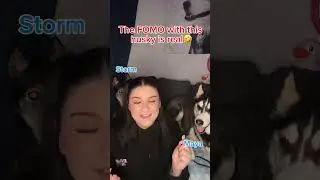 По крайней мере, одна хаски послушала&hellip; #собаки #хаскиразговаривают