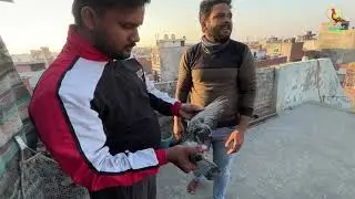 आज कबूतरों ने मोज करादी 🕊️ | Kabootaron Ne Moj Karadi | Pigeon Masti Video