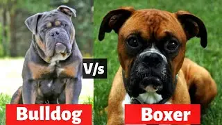 Boxer vs Bulldog | Which Dog Is Best For You In 2021?