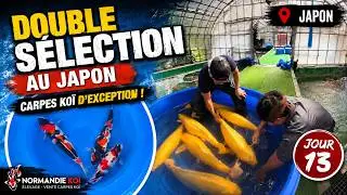Sélection chez Koshiji : koi d’exception à Niigata