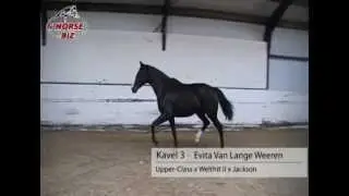 Kavel 3 Evita Van Lange Weeren: Upper-Class x Welthit II x Jackson