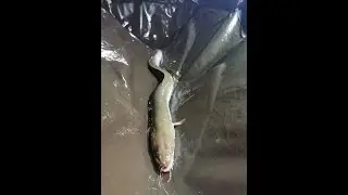 Angeln 2020 - Mit K&ouml;derfisch auf Aal und Zander - Mission Herbstaale Part 2