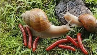 Incredible Wildlife Moment : Close-Up of Millipede & Snail Meeting #Millipede #insects