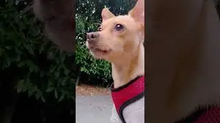 chiweenie dog just suddenly barking on nothing😁 #pets #animals #shorts #cute