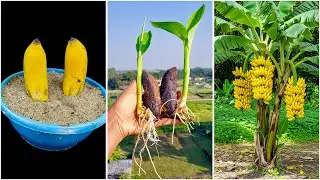 Simple way to growing banana plant | Fast rooting method in this video