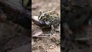 Hungry, Not Picky: The Unfussy Diet of Bullfrogs | Nature's Wonders