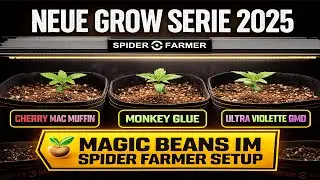 Neue Grow Serie 2025 🌱 | Cherry Mac Muffin, Monkey Glue & Ultra Violette GMO | Spider Farmer Setup