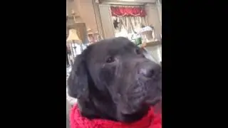 Chocolate Lab howling
