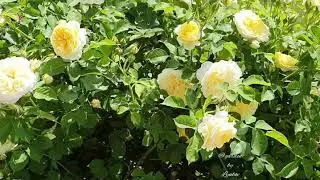 Роза Дэвида Остина  Зе Пилгрим / Rose The Pilgrim