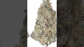 Best THCA Products: What You Need to Know