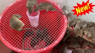 Mouse traps with a simple plastic box | Effective mouse traps