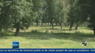 Fluxul live al utilizatorului Tv Topall