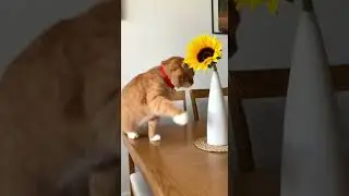 Funniest Cat Fails Caught On Camera   Funny Cats Compilation #fails #cats #funny #catmemes (29)