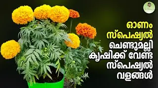 ഓണം സ്പെഷ്യൽ...ചെണ്ടുമല്ലി കൃഷിക്ക് വേണ്ട സ്പെഷ്യൽ വളങ്ങളും | Marrigold Flower | Chendumalli Krishi