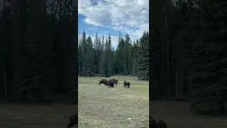 First time seeing bison in Grand Canyon National Park. #wildlife #travel