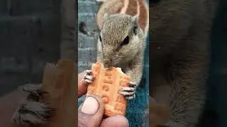 aawaara angaara 🥹🥹💔💔#new #release #trending #song #squirrel #merachuchu #ytshorts