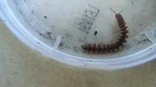 Flat back millipede walking