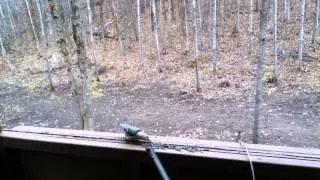 Chickadees