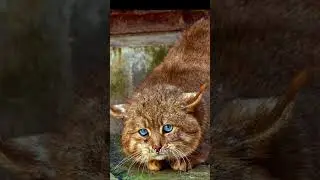 Fascinating Facts About the Chinese Mountain Cat 🐾🏔️