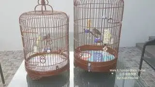 Male & Female Black-throat Finch