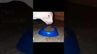 Cat Eating Sound Effect Meme