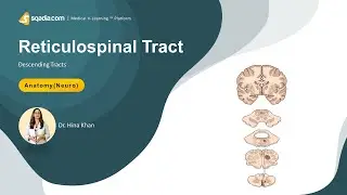 Descending Tracts of Spinal Cord | Reticulospinal Tract