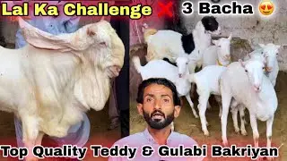 Lal Goat Farm Top Quality Bakriyan Or Teddy Bakriyan Bhe Le Aya 😍|Bacho Wali Bakriyan | Bakra Mandi 