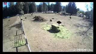 Live streaming of Universal Ostrich Farm
