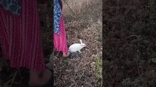 bunny 🐇 😍 bunny is grazing#mycuterabbit #bunny #cutepet #mybunny #cuteanimal #cute #cutebunny #pets