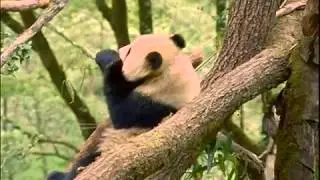 Secrets Of The Wild Panda
