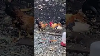 #bantam