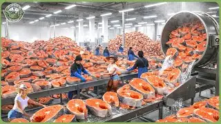 How 223 Million Tons of Seafood Are Harvested & Processed in Massive Modern Factories