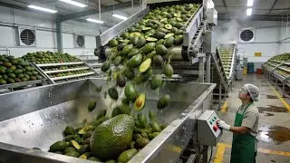 Inside a High-Tech Avocado Factory: How Fresh Avocados Become Guacamole, Oil, Drinks & Desserts