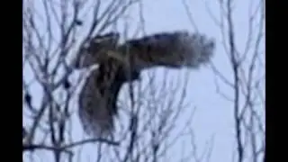 Giant Bird 8 FT Wingspan Largest Bird I have every seen Thunderbird