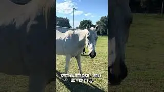 Meet Magic &mdash; Jolie&rsquo;s Constant Companion 🐴❤️