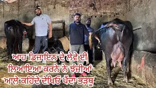 21 January 2026 ਫੋਨ 98147-43097 👈 4-5 ਝੋਟੀਆ ਵਿਕਾਊ ਗਗਨਦੀਪ ਸਿੰਘ ਝੰਜੀਆ ਵਾਲੇਆ ਕੋਲ ਫਤਿਹਗੜ੍ਹ ਚੋੜੀਆ 🤏