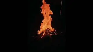 &ldquo;Campfire in the Wild: Relaxing Forest Sounds with Birds and Animals&rdquo;#wolf #motivation #animals 