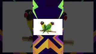 Chatot's obvious inspiration!