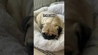 Different ways Daisy sleeps #pug #cute #sleepy