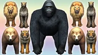 Wild Animals Finger Family Nursery Rhymes For Kids | Daddy Finger | Gorilla Lion Tiger Finger Family