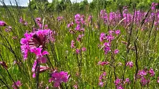 Relaxing walk in late spring meadow, northwest Bohemia