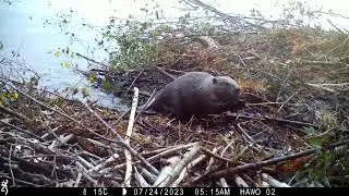 Nature's Engineers - Observing the Eurasian Beaver's Masterful Lodge-Building Techniques