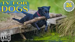 24/7 Dog TV: All Day-Anti Anxiety Music for Dogs | Calming Videos for Dogs to Stop Boredom + Music