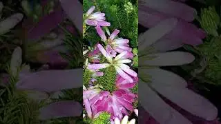 Erica verticillata