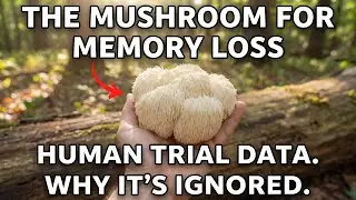 This Mushroom Improved Memory in a Human Trial &mdash; Why Isn&rsquo;t It Prescribed?