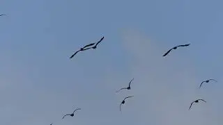 Cormorans envol