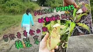 Tropical Pitcher Plants at Bukit Mas Limbang #bukitmas #pitcherplant #nature #beautyofnature