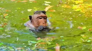 #baby #animals #monkeywild